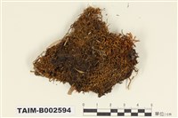 藏品(叢苔科)的圖片